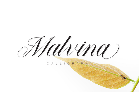 The Elegant Impact of the Malvina Calligraphy Font